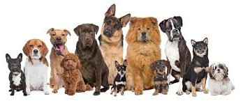 chiots